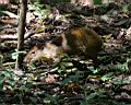 Img___0257d-central american agouti.jpg